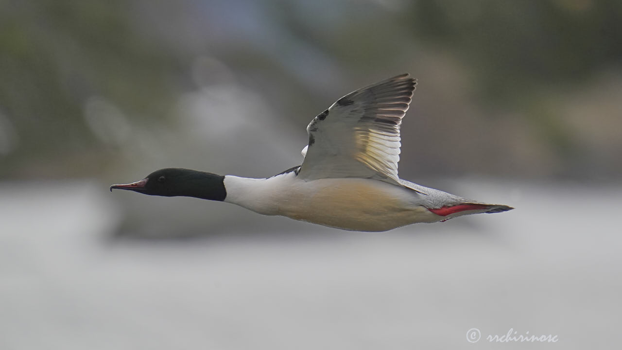 Common merganser