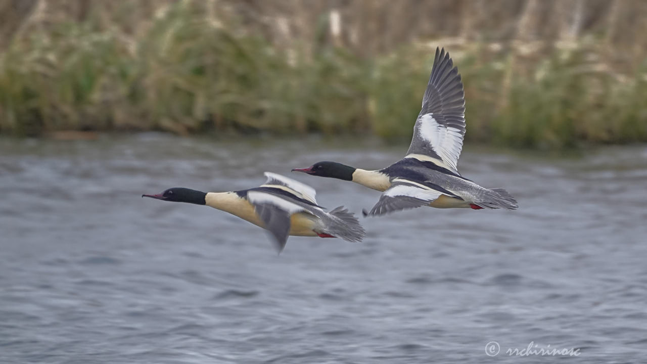 Common merganser