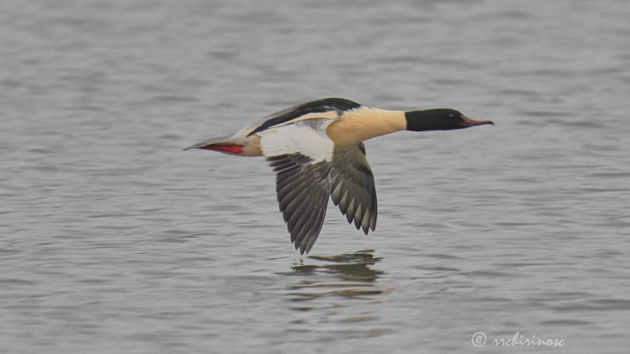 Common merganser