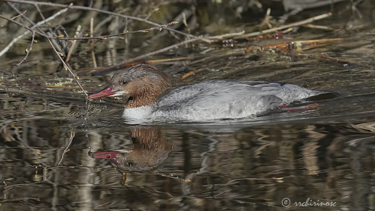 Common merganser