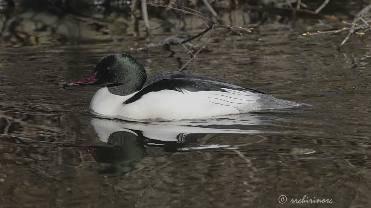 Common merganser