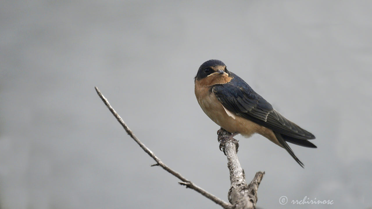 Barn swallow