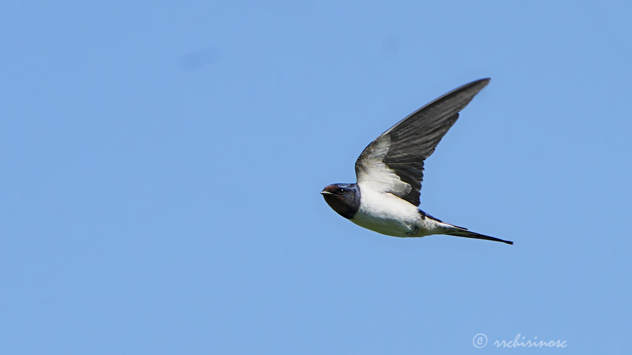 Barn swallow