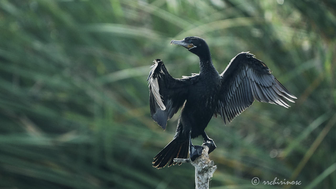 Neotropic cormorant