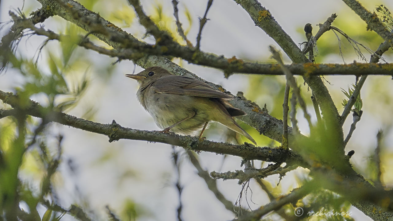 Thrush nightingale