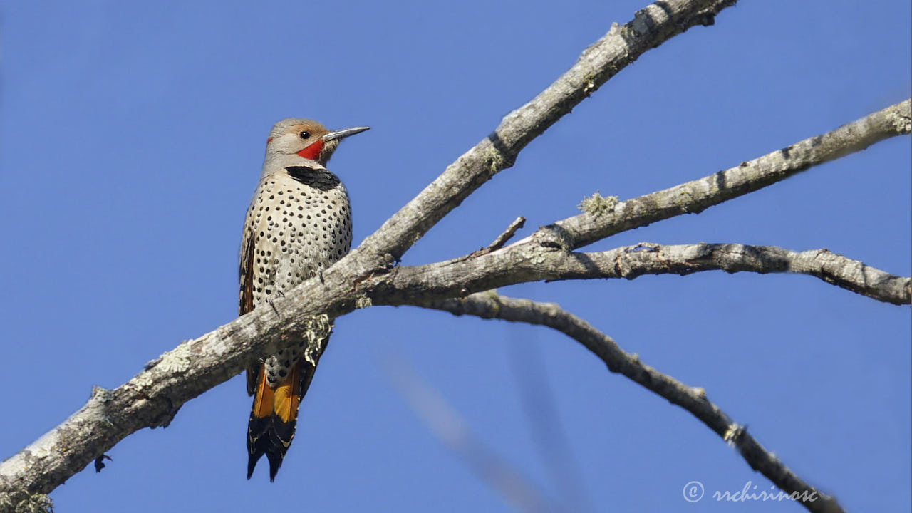 Northern flicker