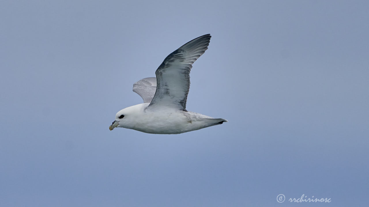 Northern fulmar