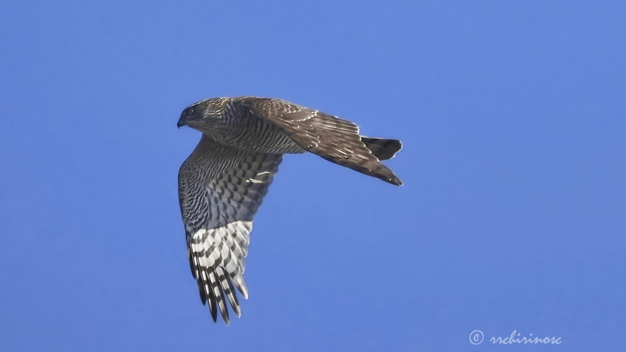 Northern goshawk