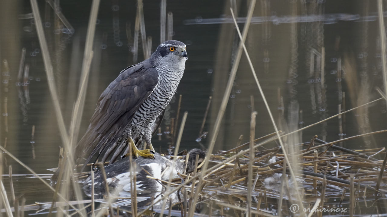 Northern goshawk