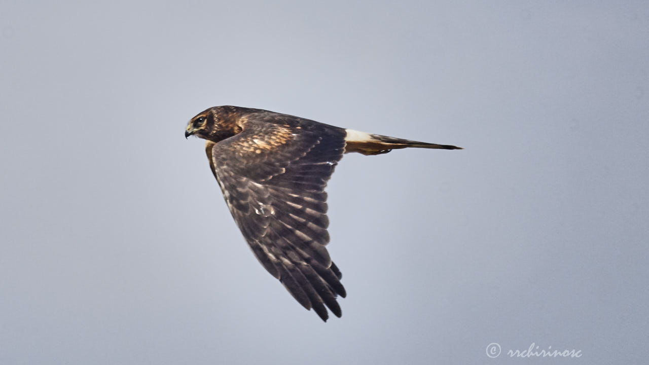 Northern harrier