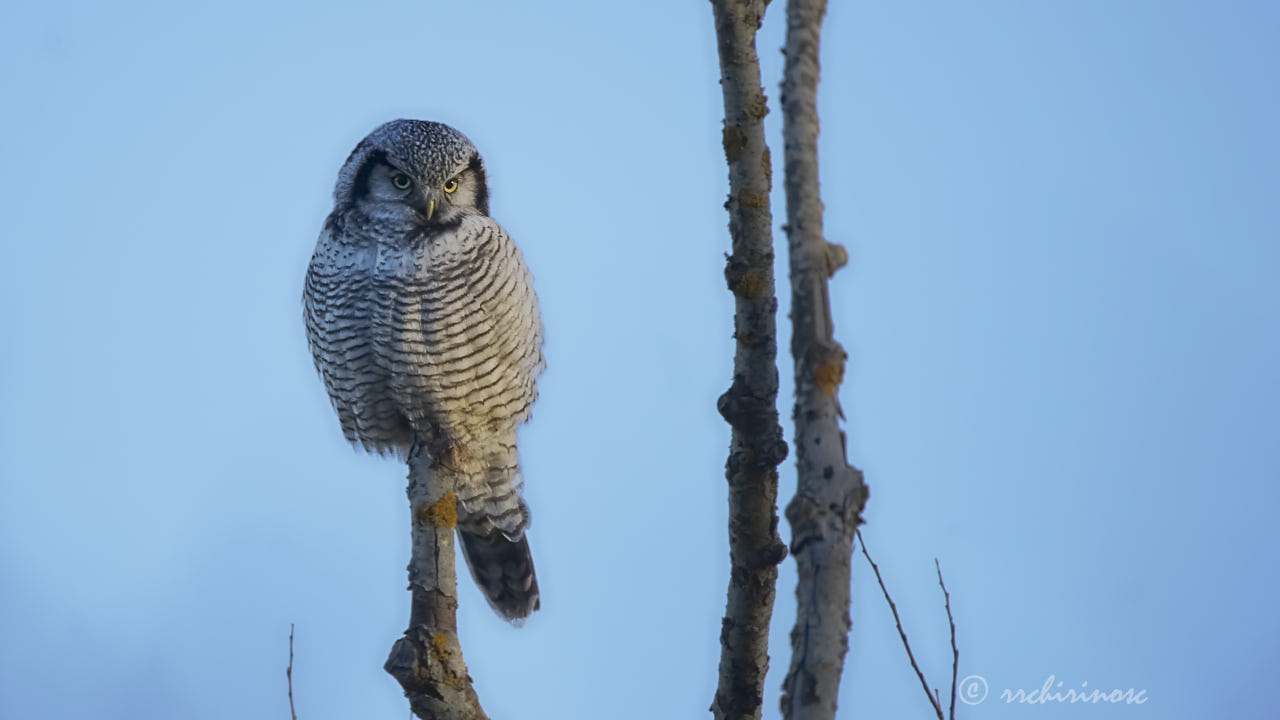 Northern hawk owl