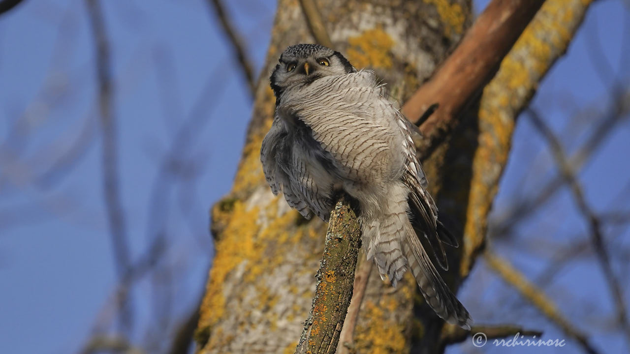 Northern hawk owl