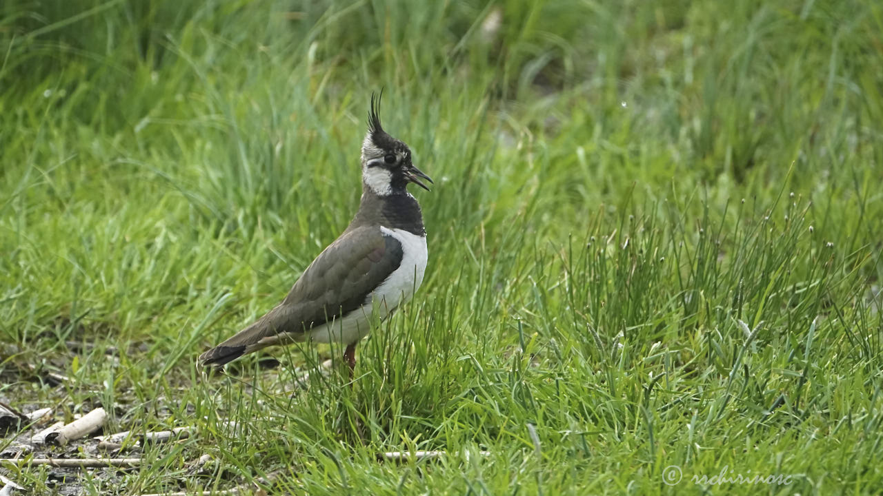 Northern lapwing