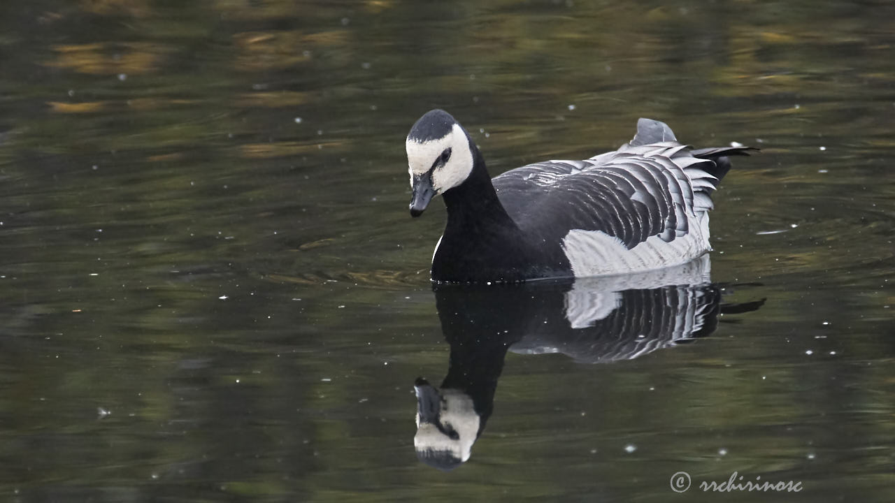 Barnacle goose