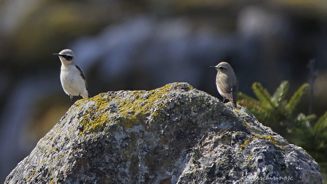 Northern wheatear