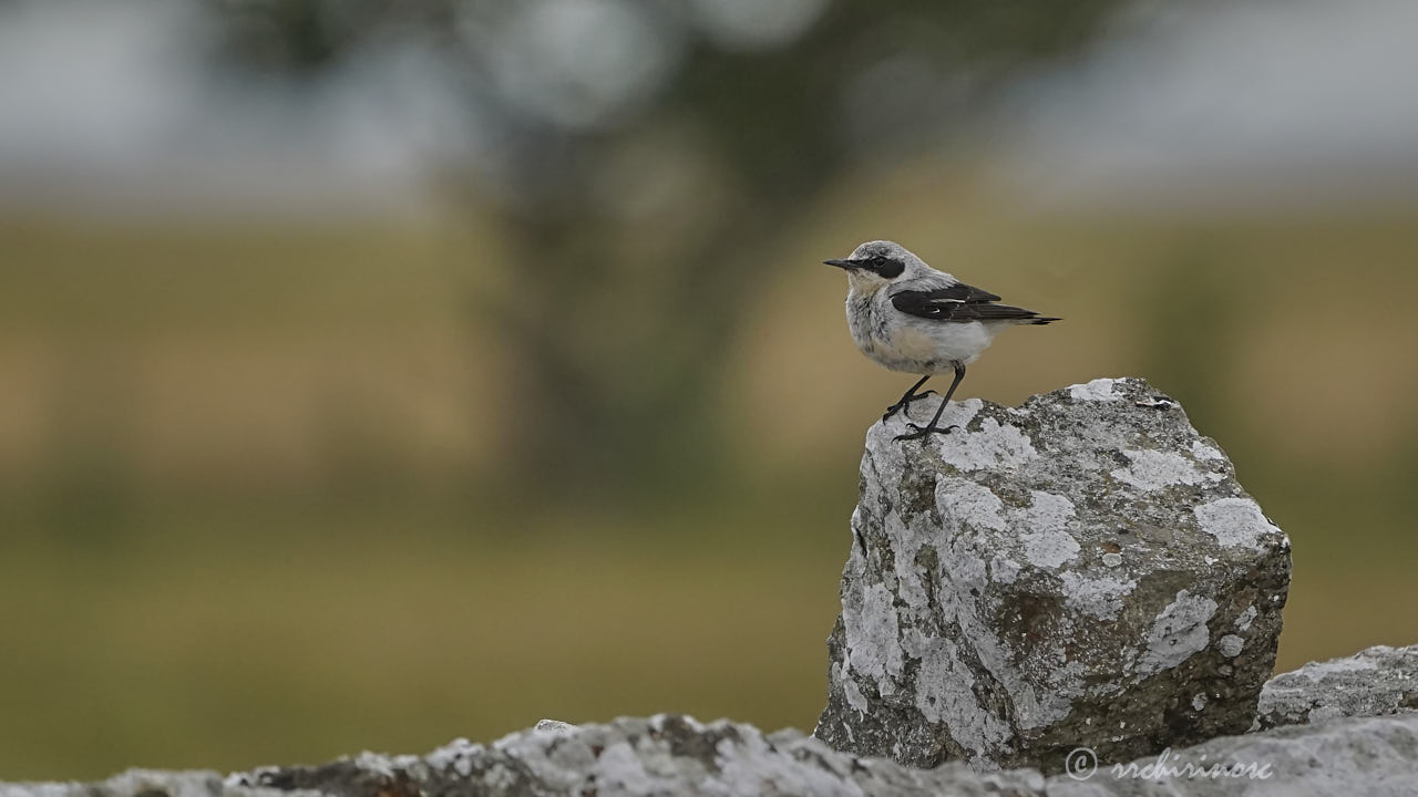 Northern wheatear