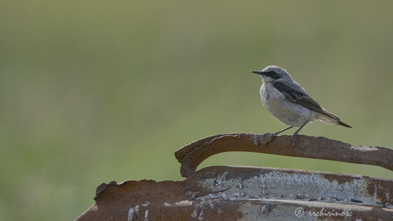 Northern wheatear