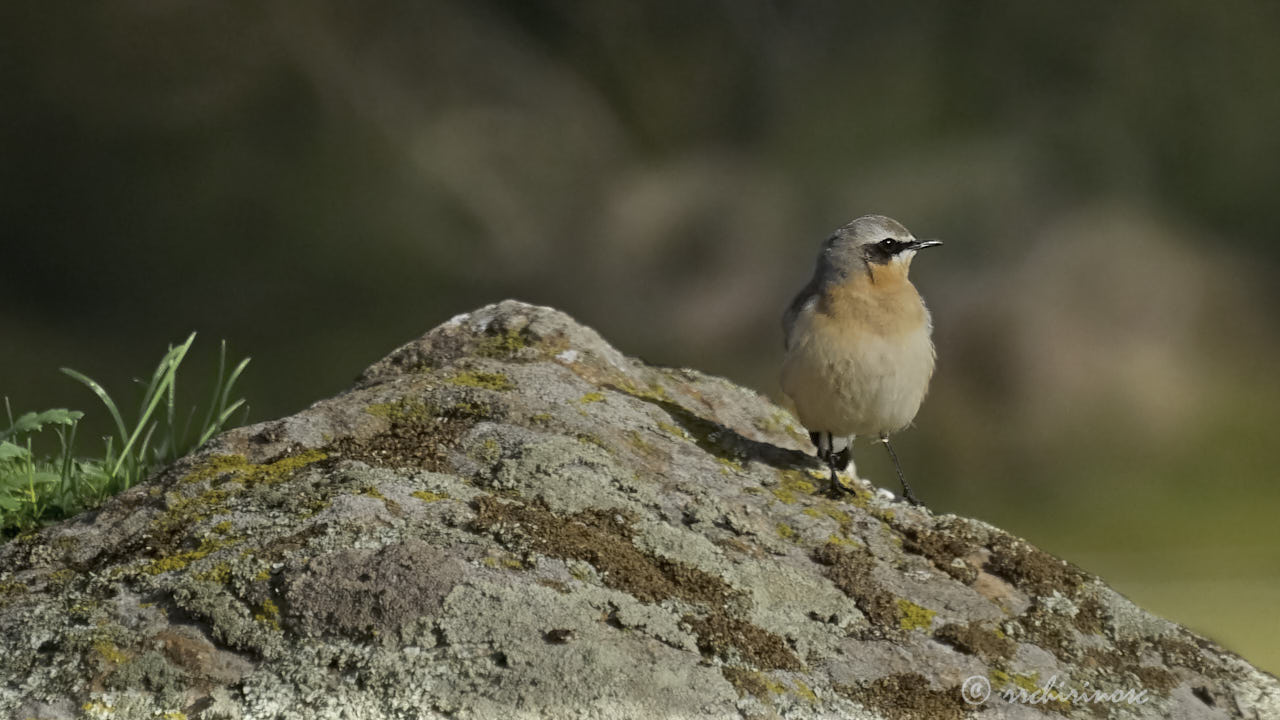 Northern wheatear
