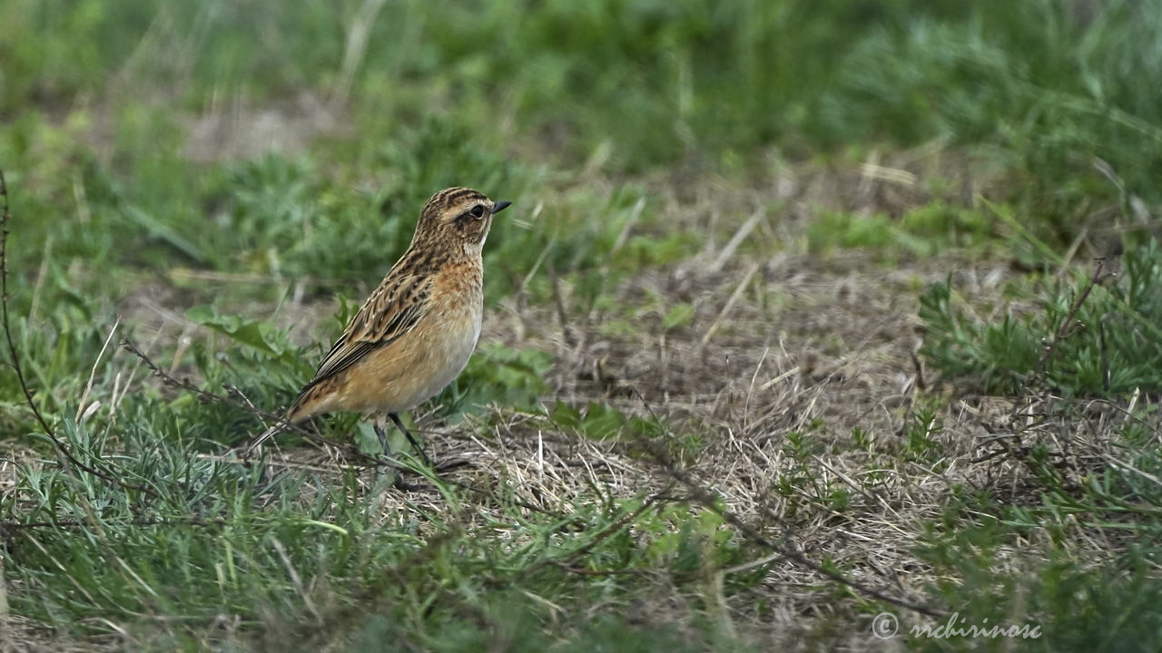 Northern wheatear