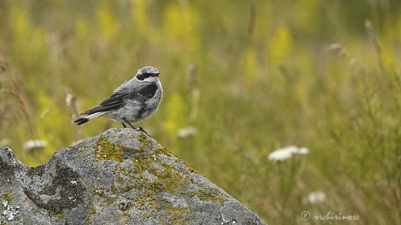 Northern wheatear