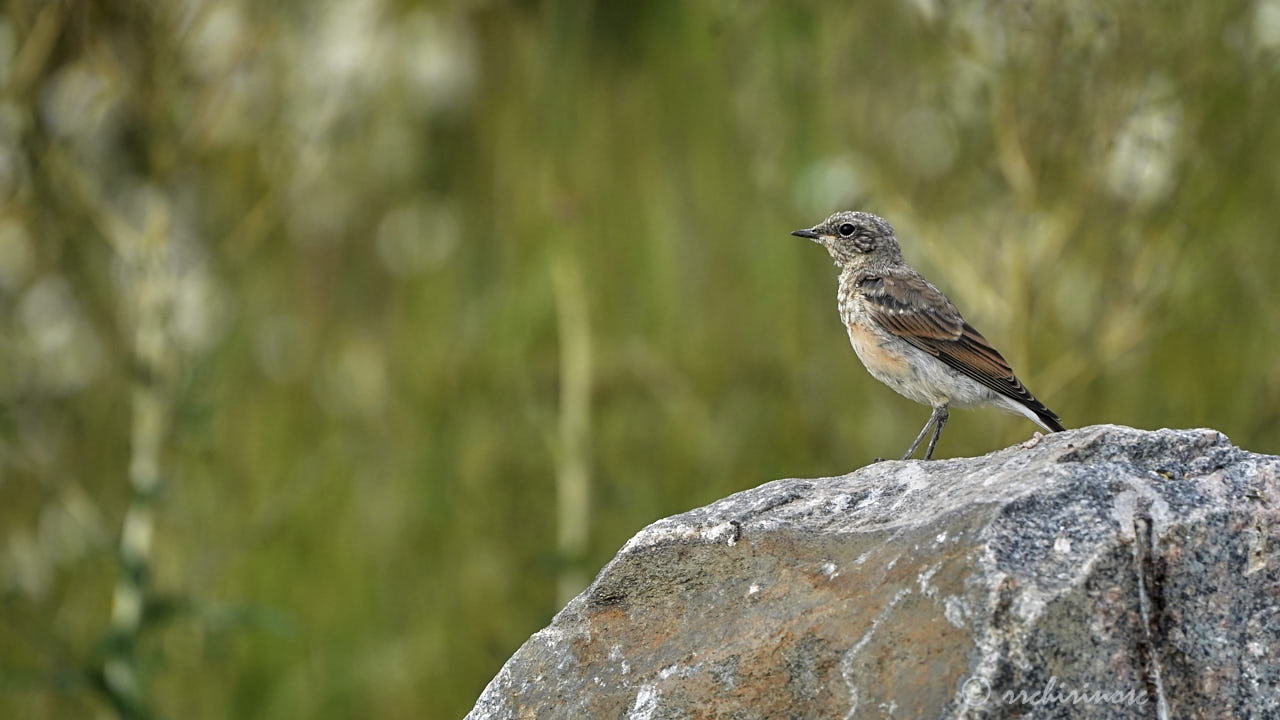 Northern wheatear