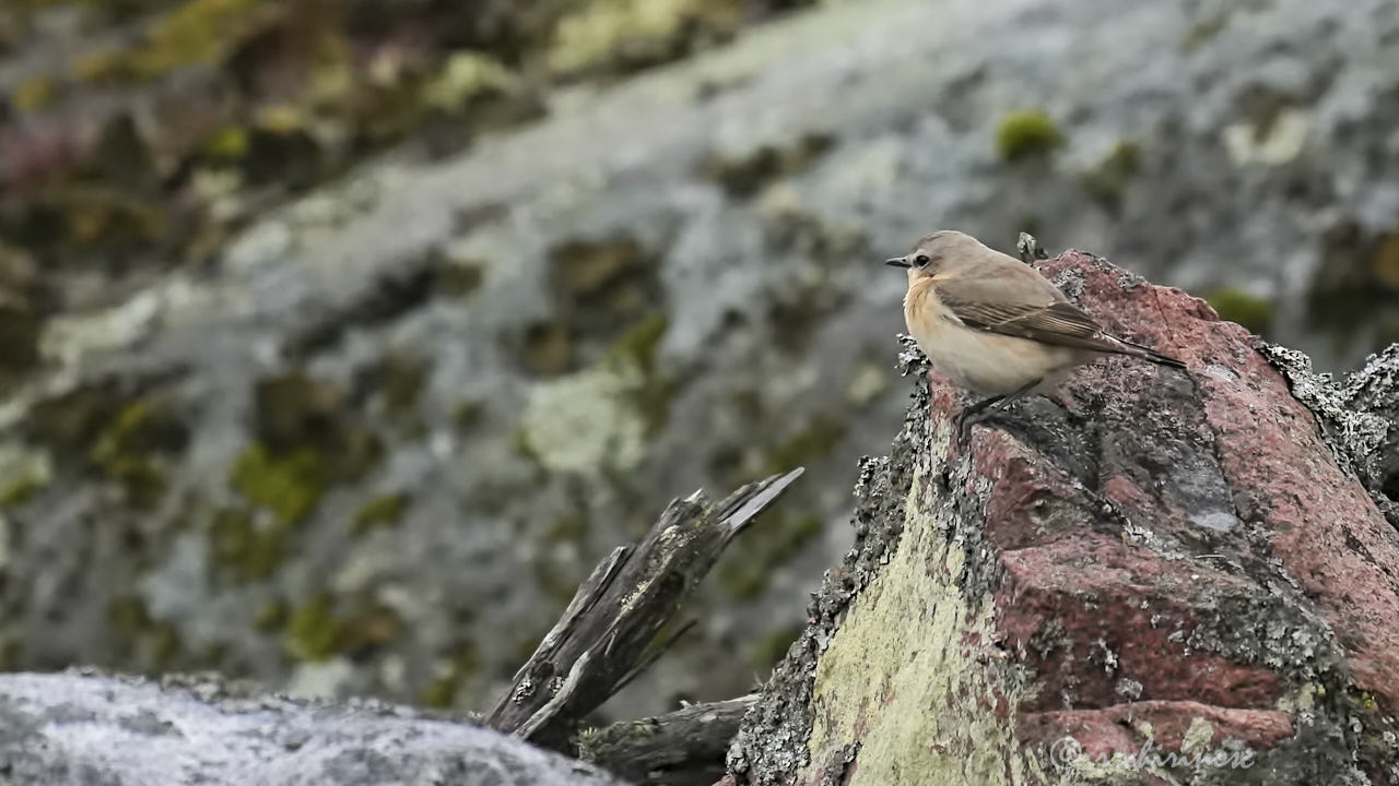 Northern wheatear