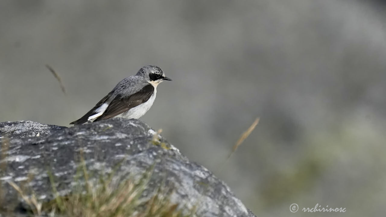 Northern wheatear
