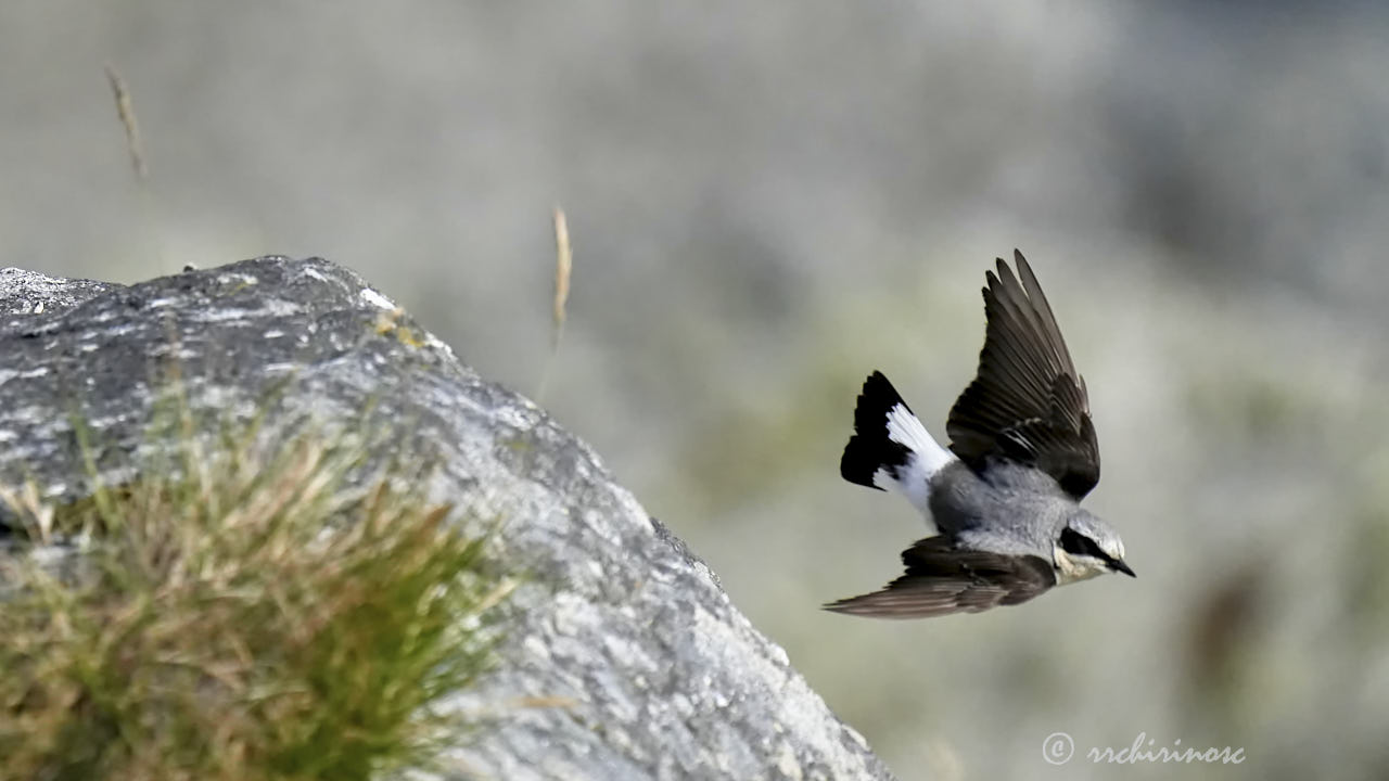 Northern wheatear