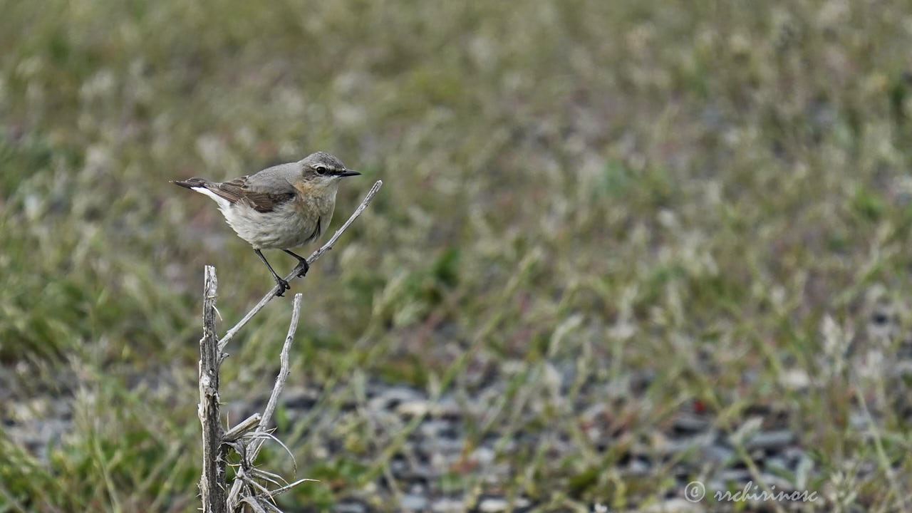 Northern wheatear