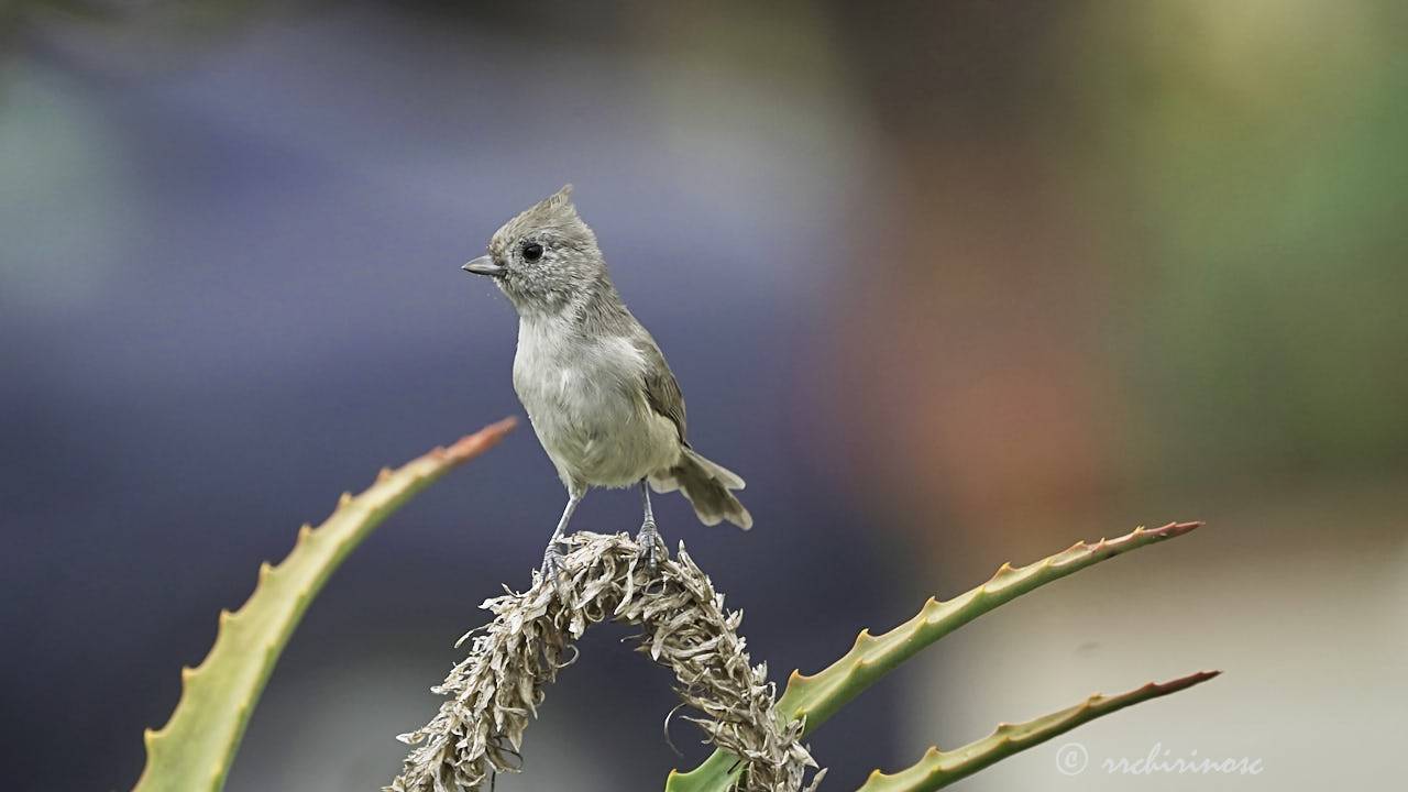 Oak titmouse