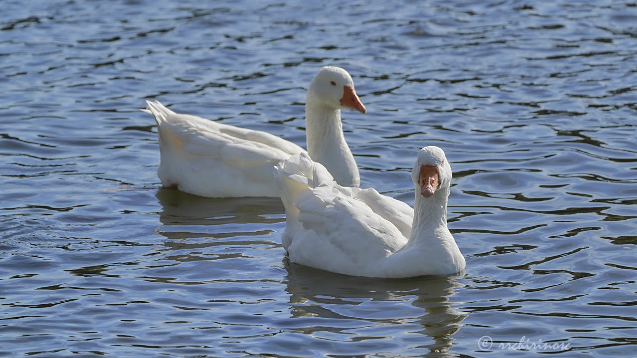 Domestic goose