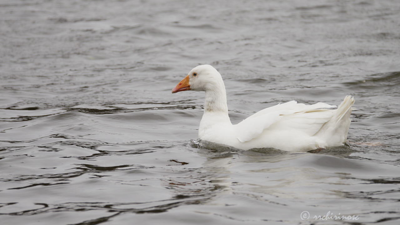 Domestic goose