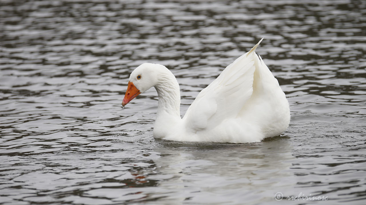 Domestic goose