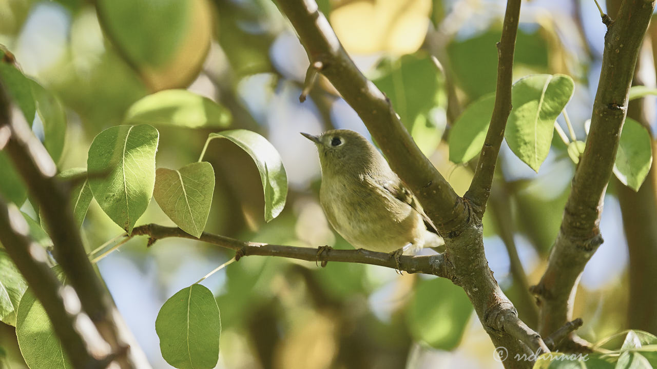 Orange-crowned warbler