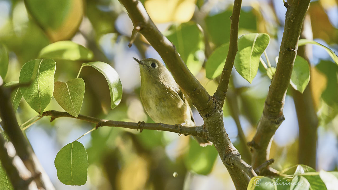 Orange-crowned warbler