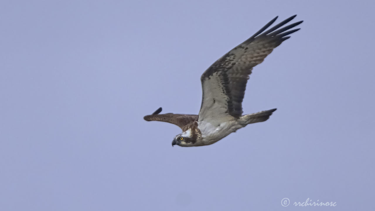 Osprey