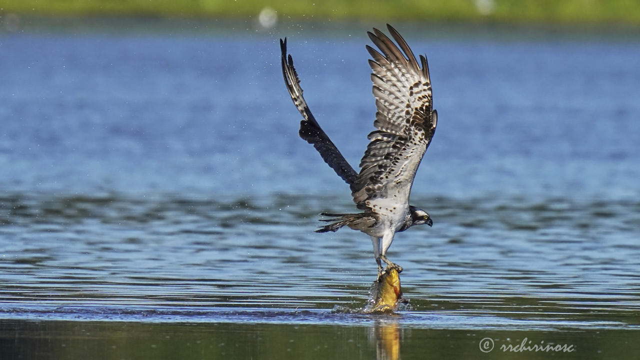 Osprey