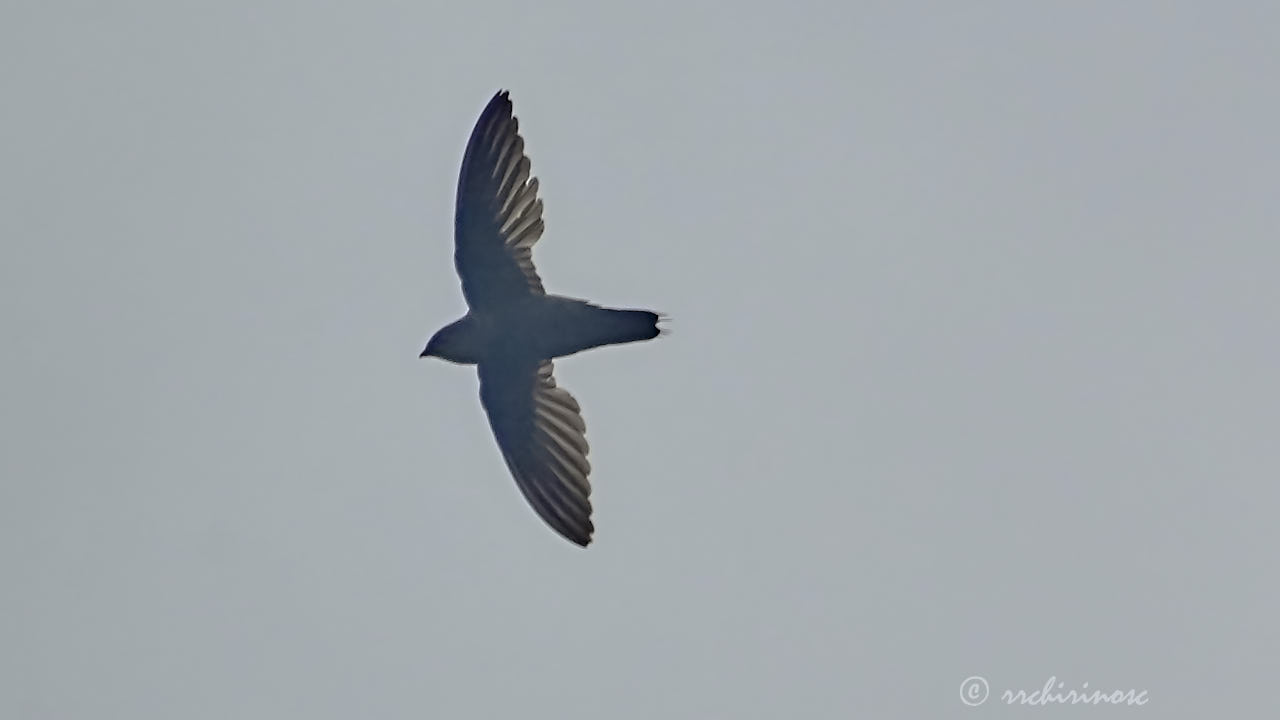 Pale-rumped swift