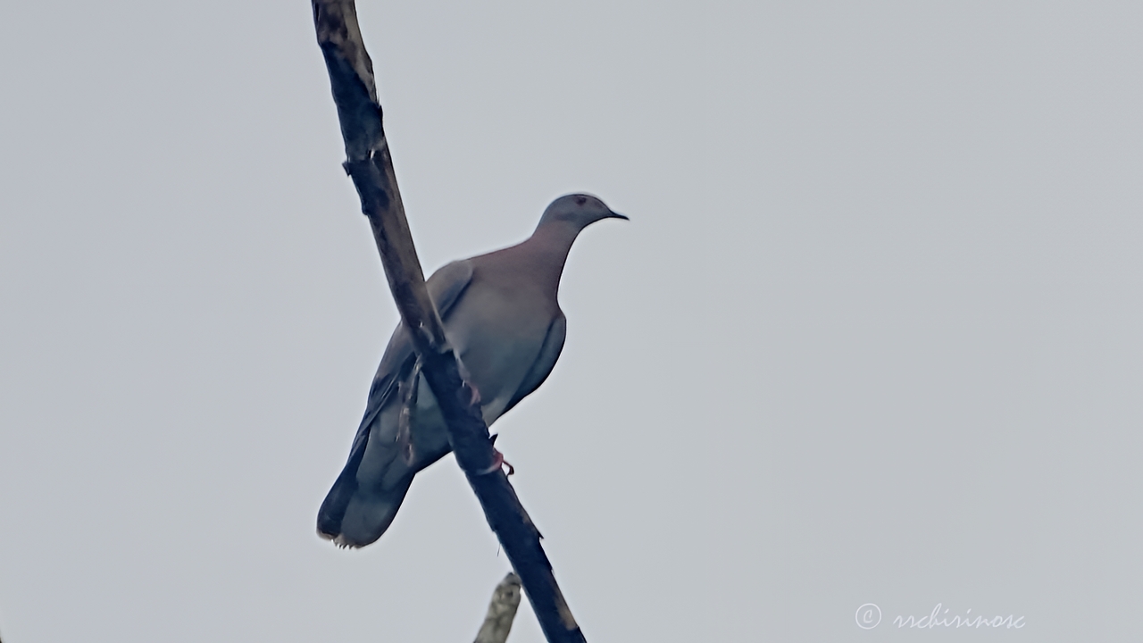 Pale-vented pigeon