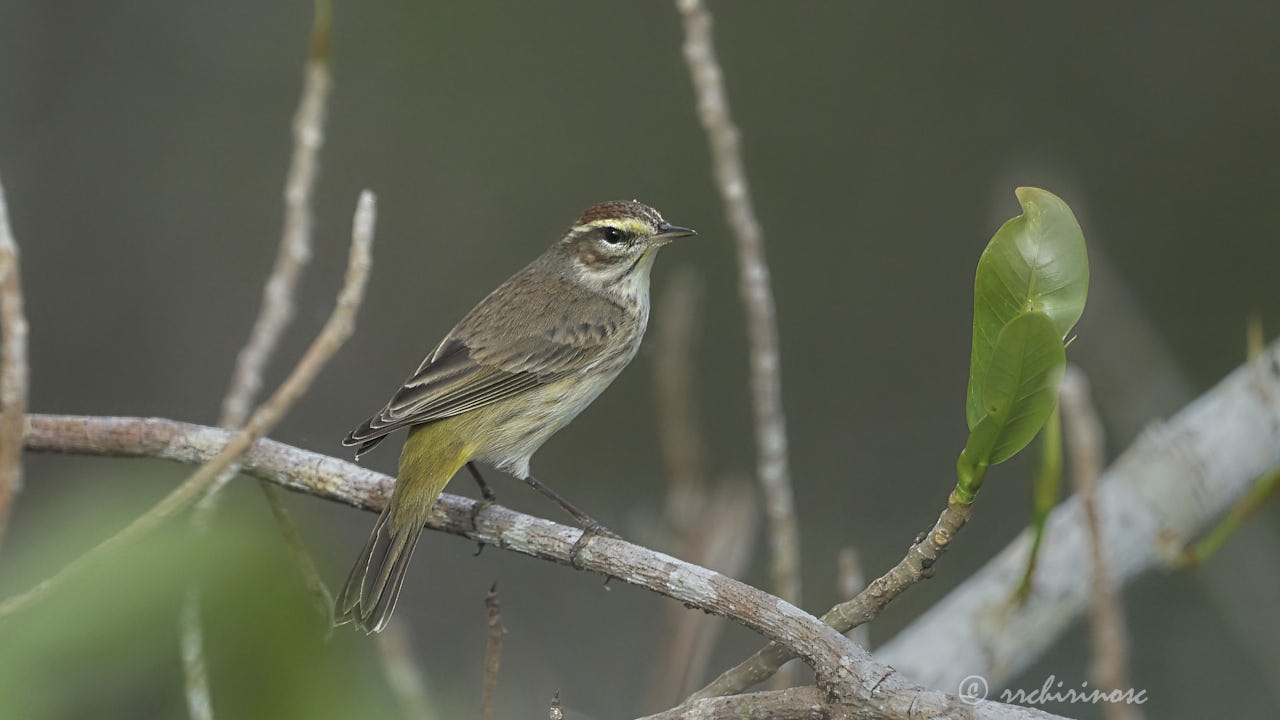 Palm warbler