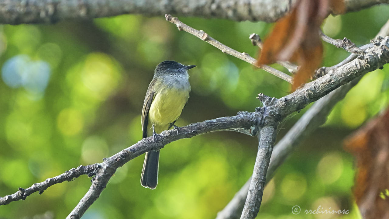 Panamanian flycatcher