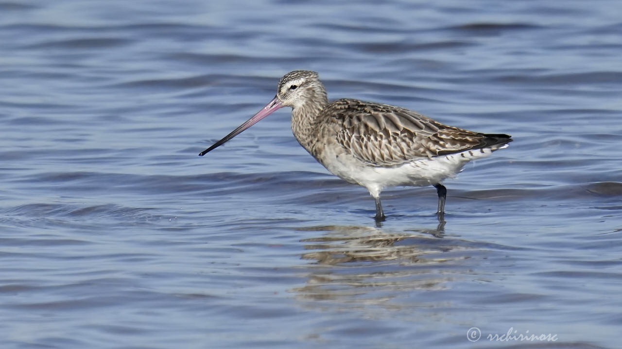 Bar-tailed godwit