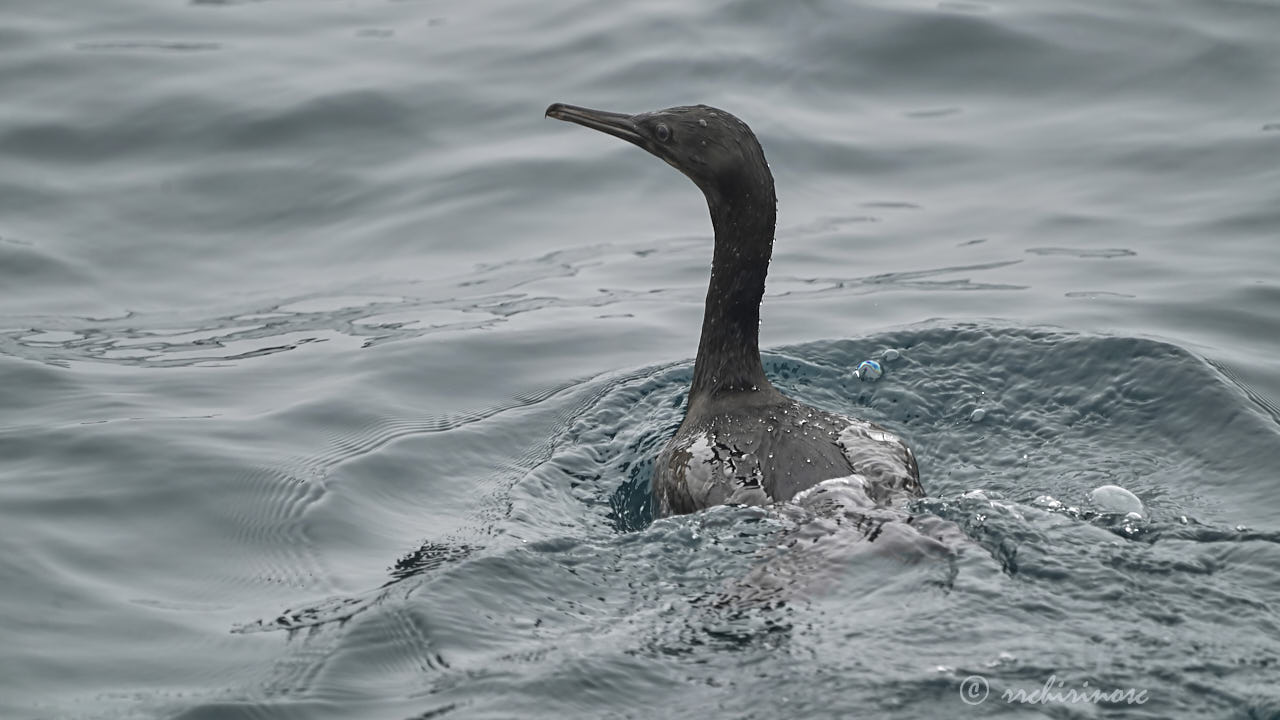 Pelagic cormorant
