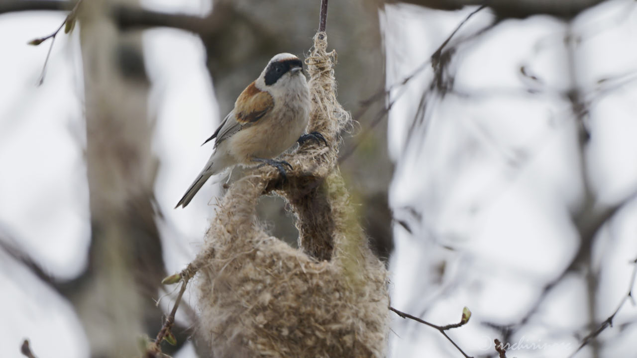 Eurasian penduline tit