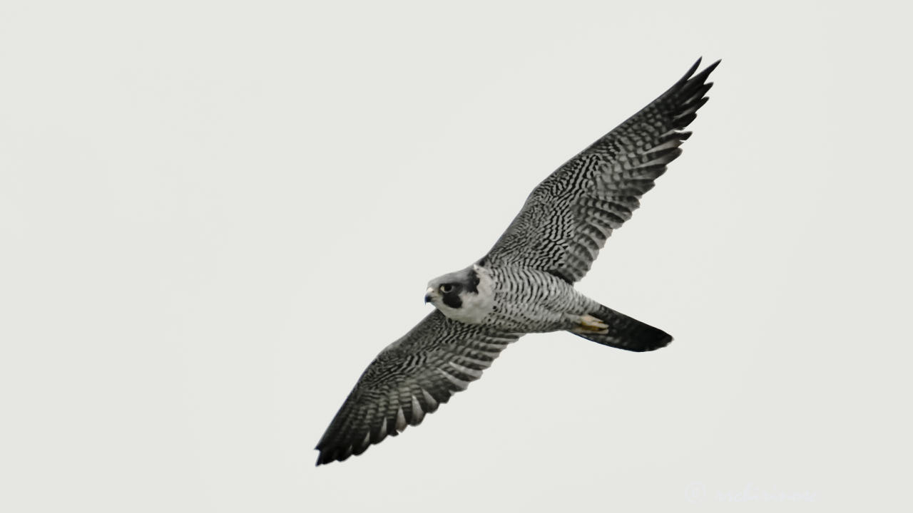Peregrine falcon