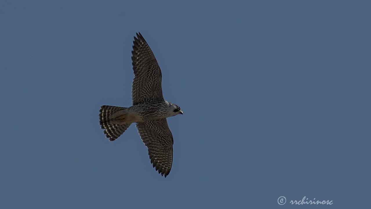 Peregrine falcon
