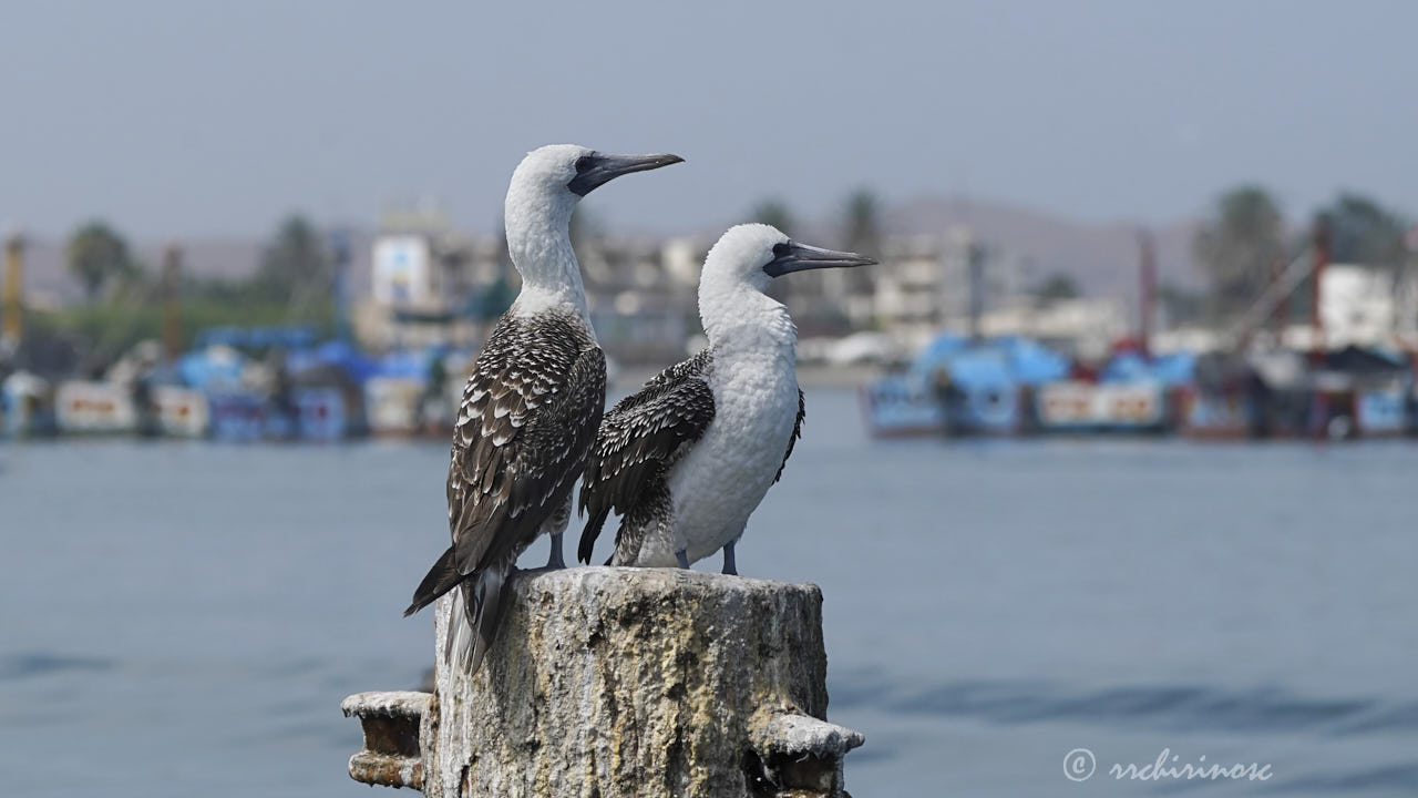 Peruvian booby
