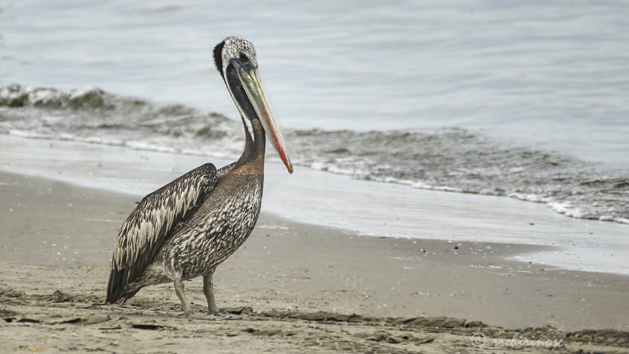 Peruvian pelican