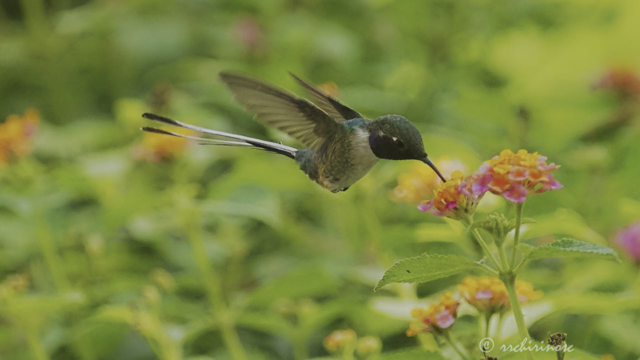 Peruvian sheartail