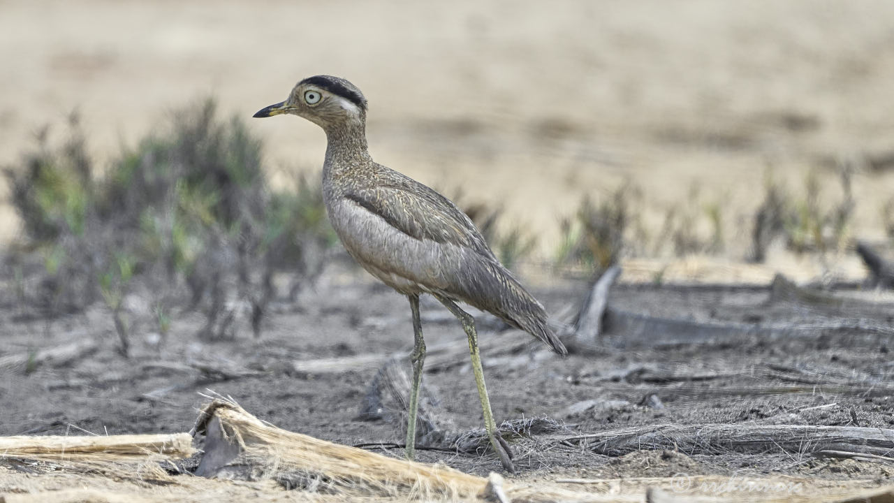 Peruvian thick-knee